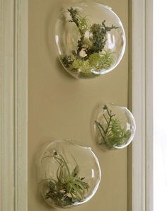 two glass vases with plants in them hanging on the wall