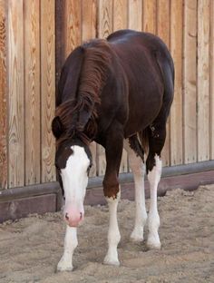 a brown and white horse standing next to a wooden fence