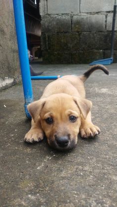 a cute brown puppy dog Stray Puppy, Puppy Yoga, Puppy Aesthetic, Dog Snapchats, Baby Voice, Cute Dog Wallpaper, Hidden Potential