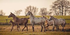 four horses are walking in the field together