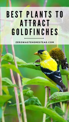 a yellow and black bird sitting on top of a green plant with the words best plants to attract goldfinches