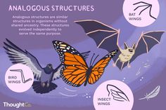 an info sheet describing the different types of birds and bats in various stages of flight