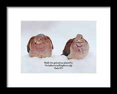 These are two sweet doves sitting in snow and bible Scripture added on the image from the Psalms about unity. The Psalms, Two Sweet, Bible Scripture, Bible Verses