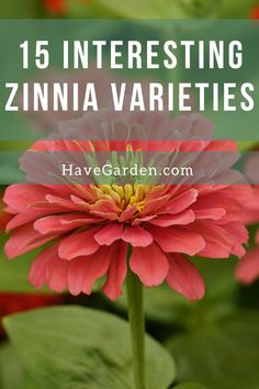 a pink flower with green leaves in the background and text overlay that reads 15 interesting zinna varieties