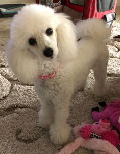 a white poodle standing on top of a carpet next to stuffed animals and toys