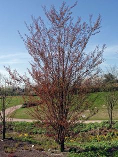 a tree with red leaves in the middle of a grassy area next to a dirt road