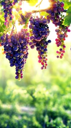 grapes are hanging from the vine with sunlight shining in the backgroung behind them