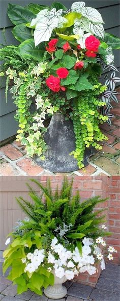 three different types of plants in pots on the ground and one with red flowers growing out of it