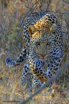 a leopard is walking through the brush