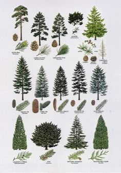 an image of pine trees on twitter