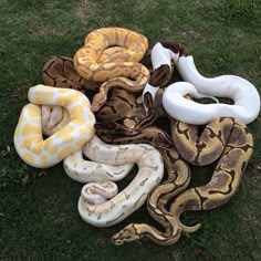 several large and small snakes laying on the ground in front of each other, all different colors