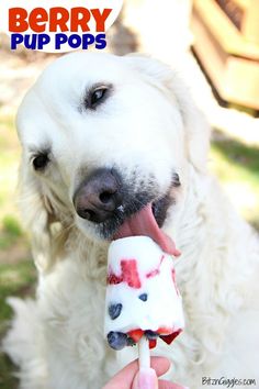 a white dog is eating an ice cream treat with the words berry pop pops written on it