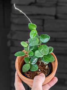 a person holding a small potted plant with water droplets on it's leaves