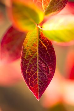 a red and green leaf is hanging from a branch with other leaves in the background