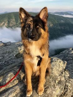 a brown and black dog sitting on top of a mountain