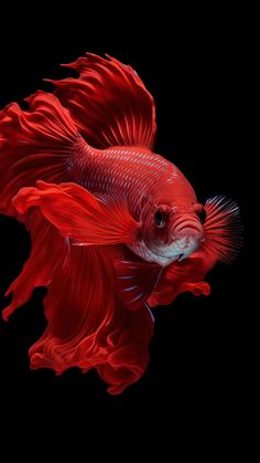 a red fish with white tips on it's head is swimming in the water