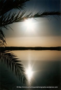 the sun shines brightly through the branches of a palm tree in front of a body of water