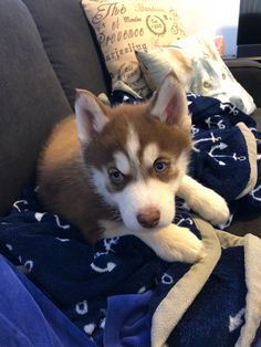 a husky dog laying on top of a blue and white blanket next to a pillow