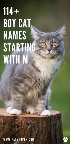 a cat sitting on top of a tree stump with the words, boy cat names starting with m