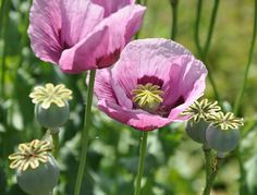 some pink flowers are growing in the grass