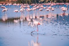 a flock of flamingos standing on top of a body of water