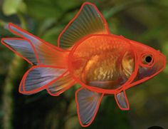 an orange and white fish with black spots on it's head is swimming in the water