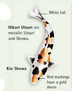 the parts of a koi fish