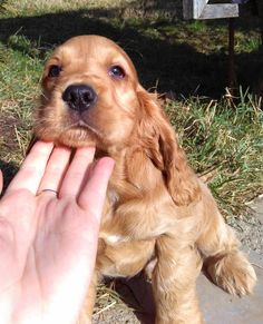 a small brown dog sitting on top of a grass covered field next to a person's hand