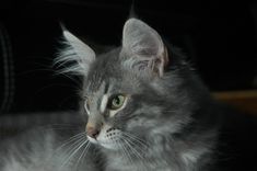 a gray and white cat sitting on top of a couch