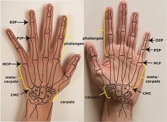 an image of two hands with different parts labeled in the middle one showing carpula, filamagnen and carpula