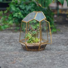 a small plant in a glass container on the ground with plants growing out of it