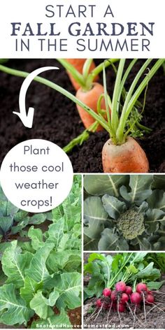 some vegetables are growing in the ground and there is text overlay that says start a fall garden in the summer plant those cool weather crops