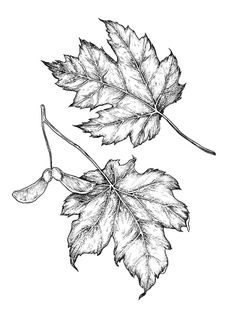 two leaves are shown in black and white, with one leaf still attached to the other