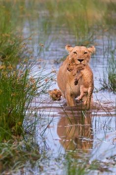 a lion walking across a body of water next to tall grass and plants in front of it