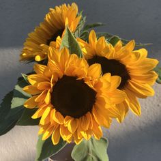 two sunflowers are in a vase on the table next to a white wall