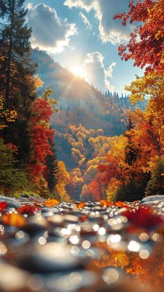 the sun shines brightly over an autumn forest