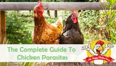 two chickens standing next to each other on top of a wooden fence with the words the complete guide to chicken parasites