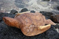 a sea turtle is laying on the rocks