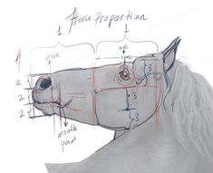 a drawing of a white horse's head with measurements on the front and side