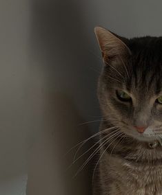 a cat with green eyes sitting next to a white wall and looking at the camera