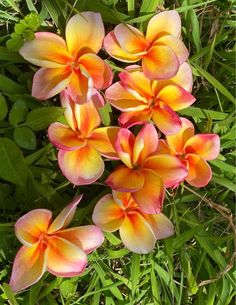 several orange and yellow flowers in the grass