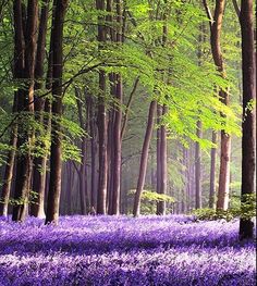 a forest filled with lots of purple flowers