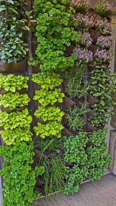 a vertical garden wall with plants growing on it