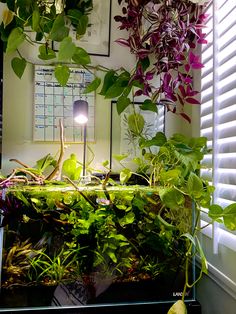 some plants are growing on the side of a desk in front of a window with a lamp