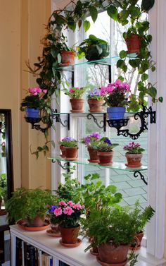 several potted plants are arranged on a shelf in front of a window with a mirror