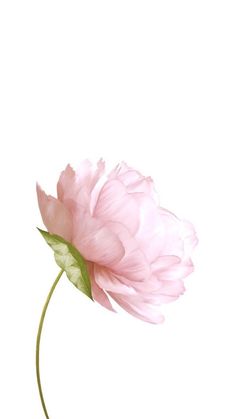 a single pink flower on a white background