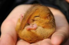 a small animal is sleeping in someone's hands with it's eyes closed