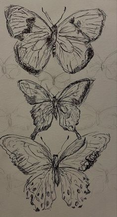 three butterflies are shown in black ink on white paper, and one is drawn with pencil