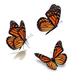 three monarch butterflies flying in the air with white background and shadow on ground, side by side