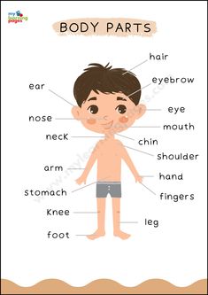 Parts of the Body Poster Daycare Poster Ideas, Posters For Kindergarten Classroom, Educational Charts Free Printable, Kids Educational Posters, Body Parts For Kids Free Printable, Parts Of The Body Chart, Learning Charts For Toddlers, Parts Of The Body For Kids, Chart For Preschool